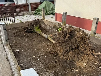 Odstranitev drevesa in panja iz betonskega korita