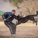 A black German Shepherd mid-air biting a training sleeve during bite work.