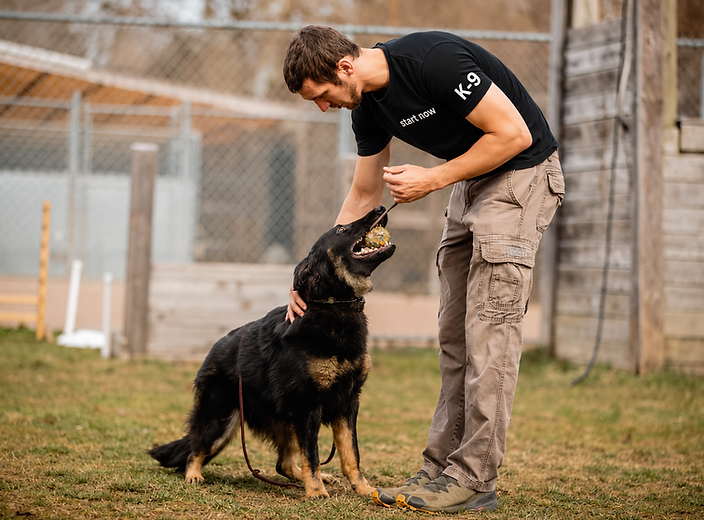 A trainer in a black Start Now shirt engaging a black-and-tan German Shepherd with a reward toy in an outdoor training yard