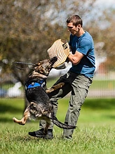 A German Shepherd leaping during protection training