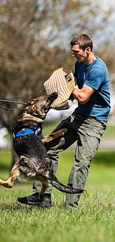 Trainer holding a bite sleeve as a German Shepherd leaps to grip it during protection training on a grass field.