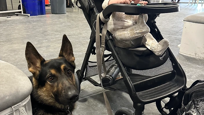 A German Shepherd resting calmly indoors near a baby in a stroller
