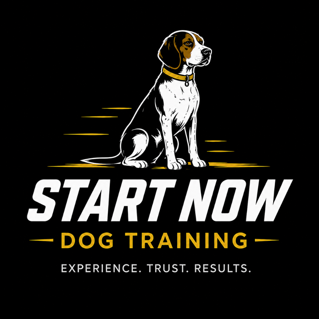 Start Now Dog Training