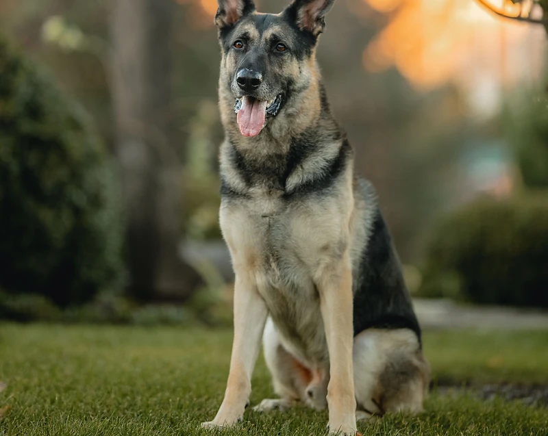 A German Shepherd sitting in a grassy yard at golden hour