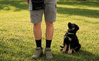 Puppy Foundation Training