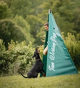 A Doberman alert and focused on a helper behind a training blind during bite work.