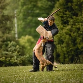 Trainer in protective gear working a dog on bite skills in an open field.