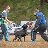 A brindle German Shepherd engaging a helper in a bite suit during field training.