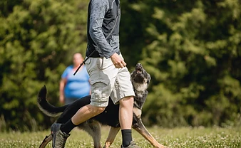 Off-Leash Training