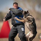 Trainer in a bite suit working a sable German Shepherd on a protection exercise.
