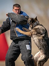 Protection training with a German Shepherd