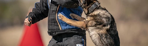 A German Shepherd during board and train