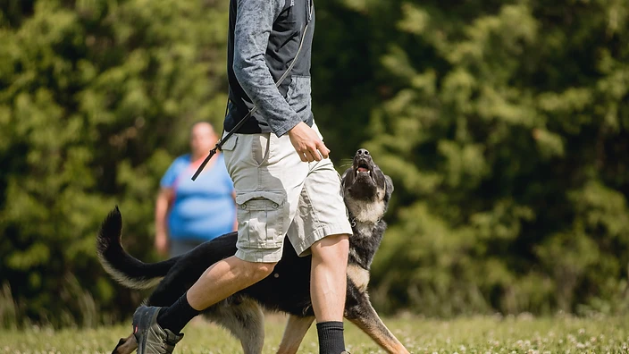 A well-trained German Shepherd working off-leash alongside the handler