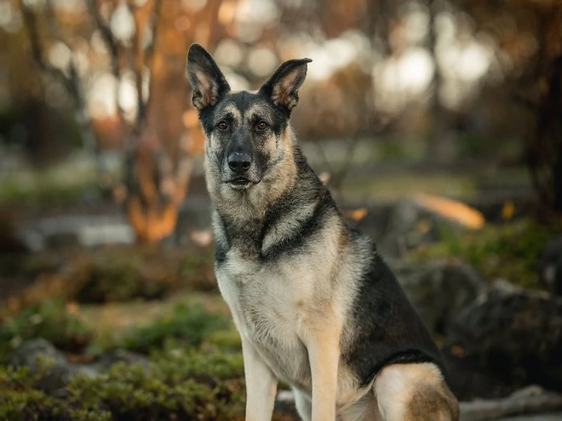 A German Shepherd sitting attentively at golden hour, representing the freedom of a well-trained dog