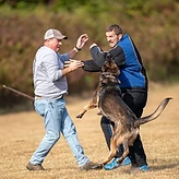 Handler directing a German Shepherd during a protection drill beside a K9 training blind.