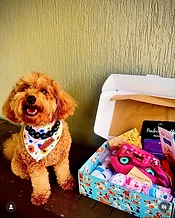 Fluffy dog wearing floral bandana beside an open Treats4Mates box with plush toys