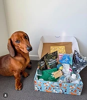 Dachshund sitting next to a Treats4Mates box with Pet Botanica treats and branded tags