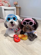 Two dogs in tropical shirts and flower sunglasses with flip-flop toys