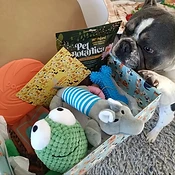 French Bulldog with Treats4Mates box containing green crochet toy, gray plush, and blue chew bone