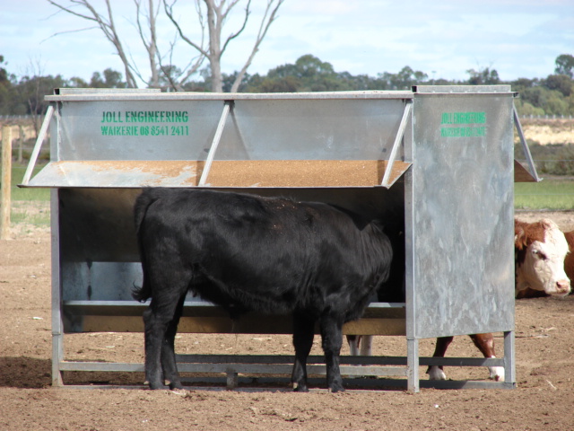 Cattle Grain Feeder