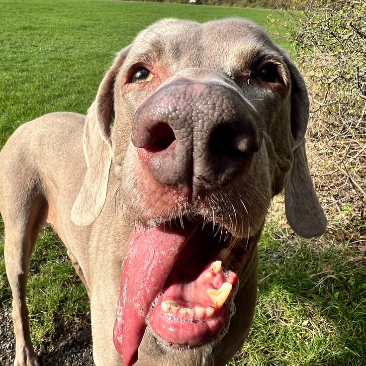 Goose looking at the camera