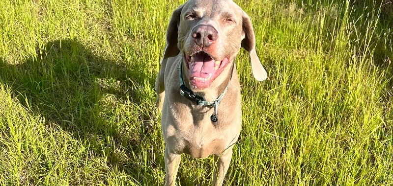 Goose the Weimaraner in a sunlit field