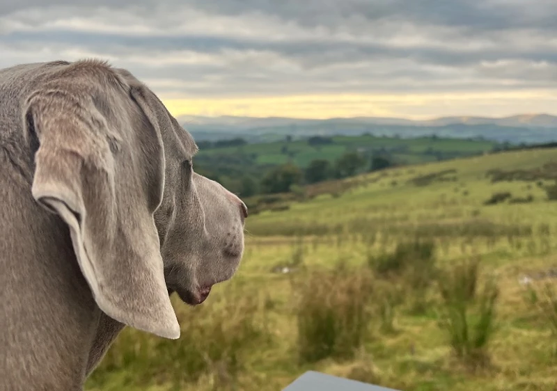 Goose the Weimaraner overlooking the Gloucestershire countryside