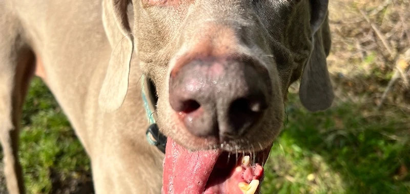 Goose the Weimaraner with a happy smile