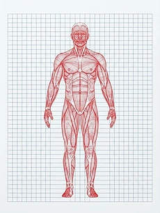 Hypertrophy Codex