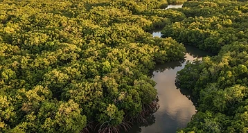 Mangrove de Génipa en Martinique : rôle écologique, paysages et découverte responsable