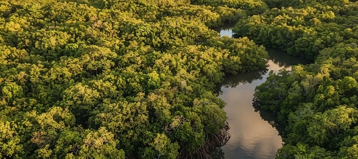 Mangrove de Génipa en Martinique : rôle écologique, paysages et découverte responsable