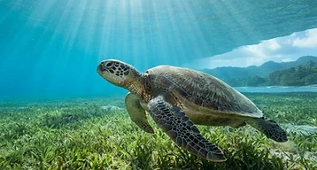 Observer les tortues marines en Martinique : où les voir et comment les respecter
