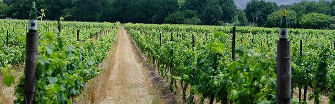 La Bri Wine Estate · photo 7