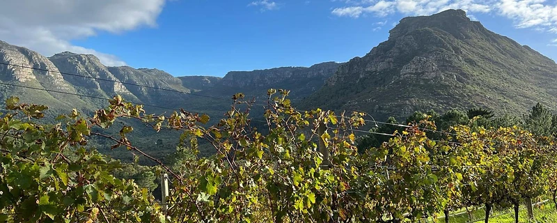 Accommodation in Constantia