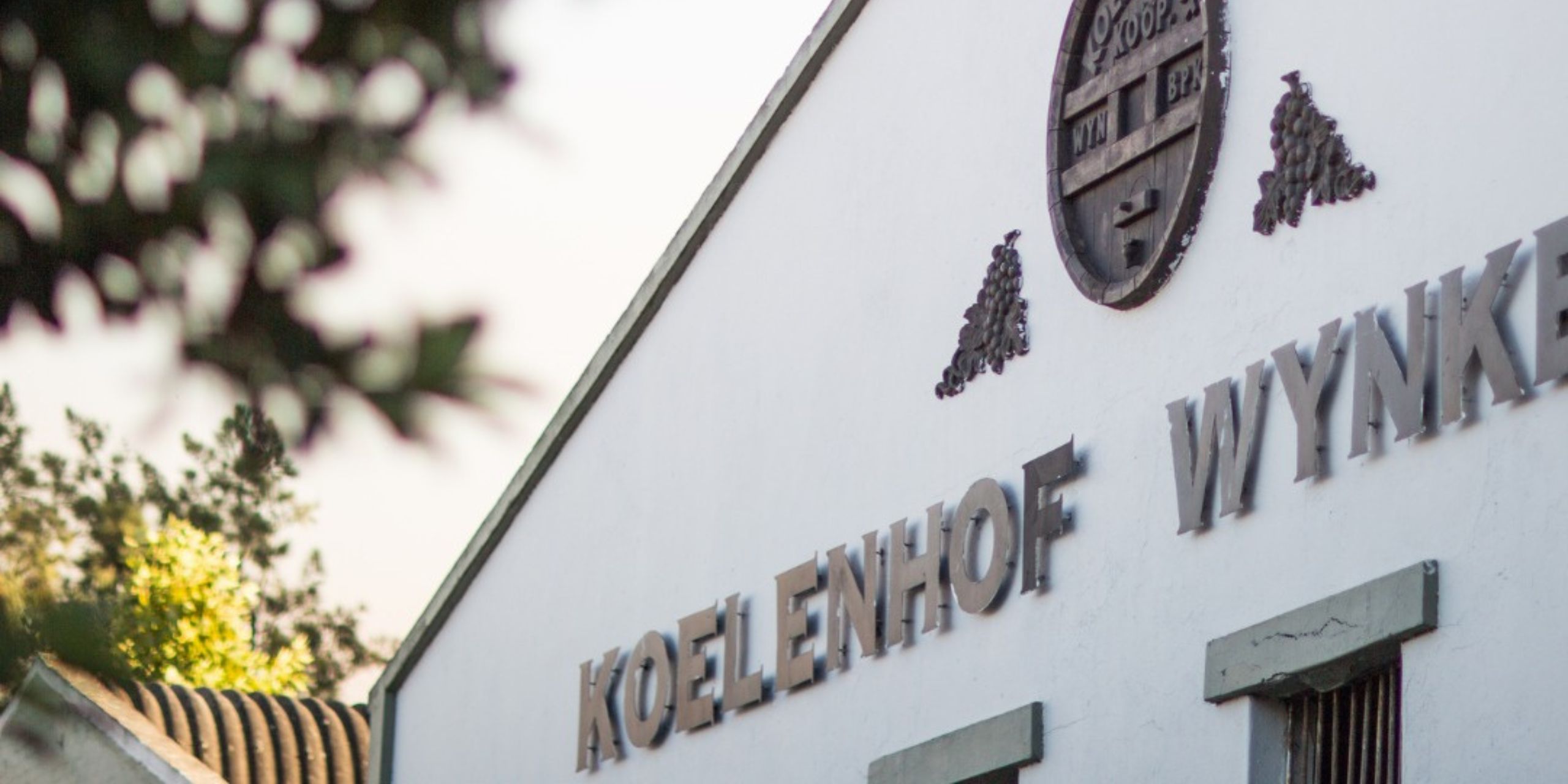 Koelenhof Wine Cellar — Weingut in Stellenbosch, Westkap