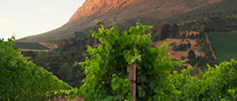 Ein Wegweiser zu den besten Weingütern in Stellenbosch