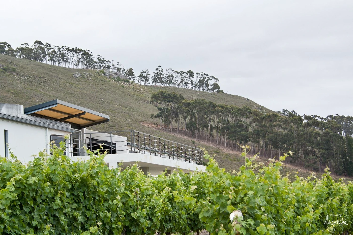 Arra Vineyards — Stellenbosch wine estate, Western Cape