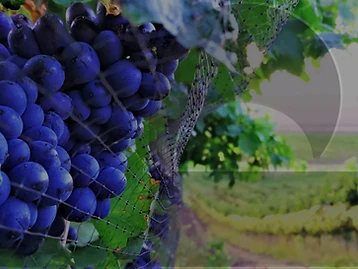 Giant Periwinkle Wines — Cape Agulhas wine estate