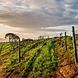 Uva Mira Mountain Vineyards 2
