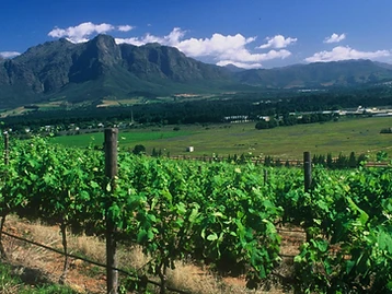 Freedom Hill Vineyards – Weingut in Paarl