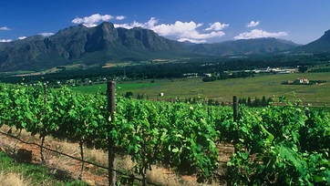 Freedom Hill Vineyards estate