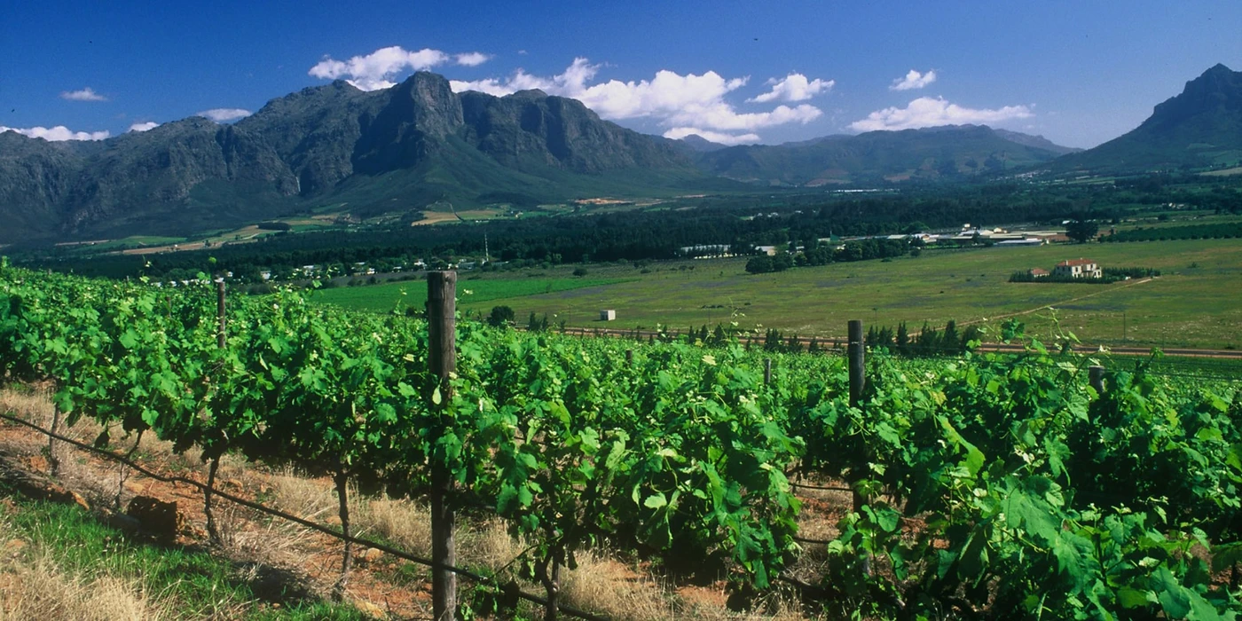 Freedom Hill Vineyards — Paarl wine estate, Western Cape