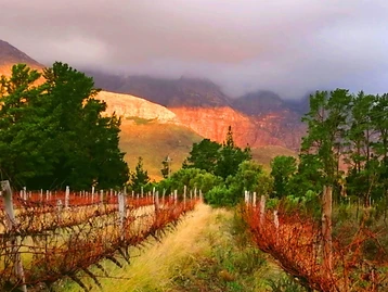 Upland Organic Estate – Weingut in Wellington