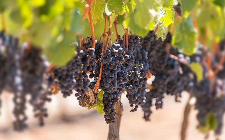 Kanonkop Wine Estate