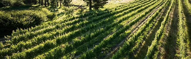 Rickety Bridge Wine Estate · photo 2