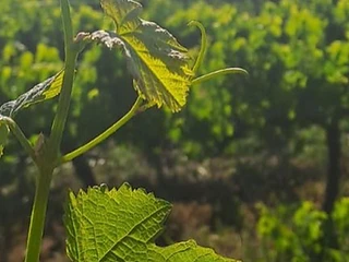 Joubert-Tradauw — Klein Karoo wine estate