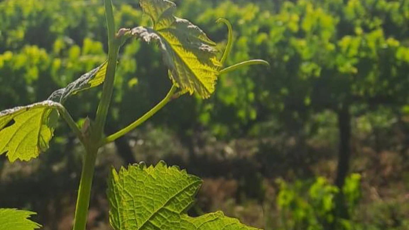 Joubert-Tradauw — Klein Karoo wine estate, Western Cape
