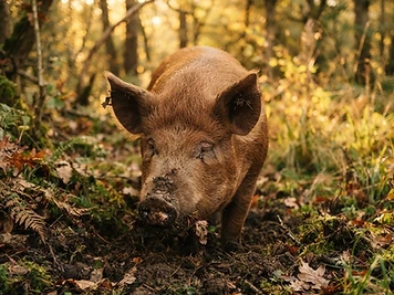 Woodland Pigs at Providence Pastures