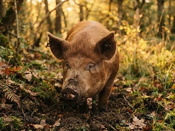 Woodland Pigs at Providence Pastures