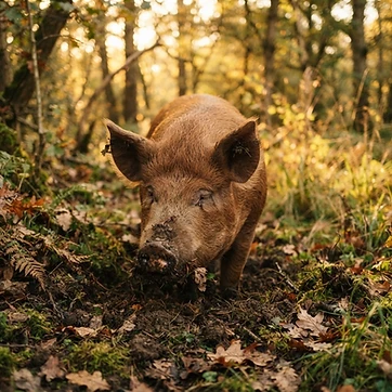 Woodland pigs foraging at Providence Pastures